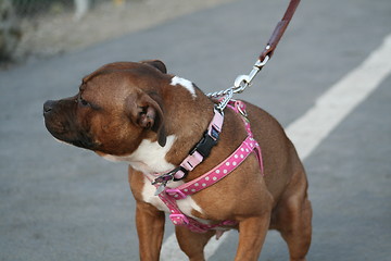 Image showing American Staffordshire Terrier