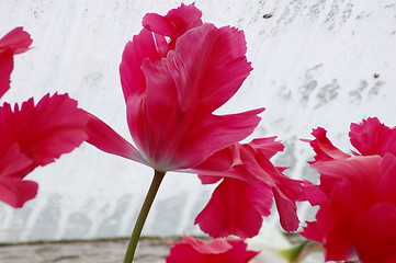 Image showing frayed tulips