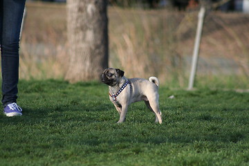 Image showing Pug 