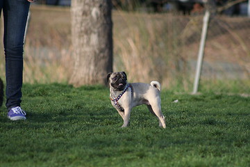 Image showing Pug 