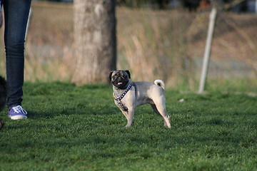 Image showing Pug 