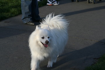 Image showing American Eskimo Dog