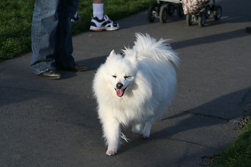 Image showing American Eskimo Dog