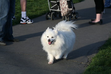 Image showing American Eskimo Dog