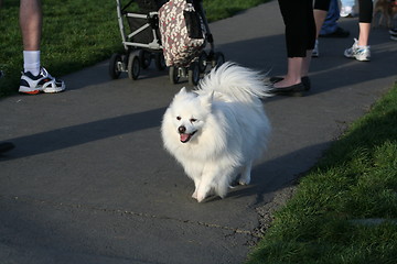 Image showing American Eskimo Dog