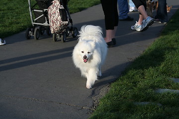 Image showing American Eskimo Dog