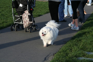 Image showing American Eskimo Dog
