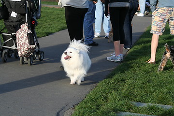 Image showing American Eskimo Dog