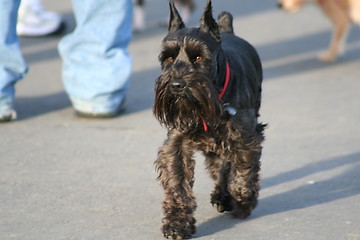 Image showing Scottish Terrier