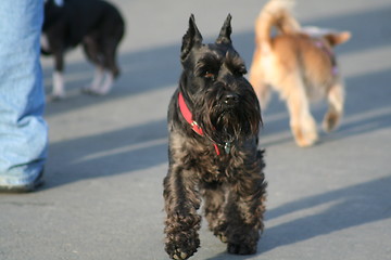 Image showing Scottish Terrier