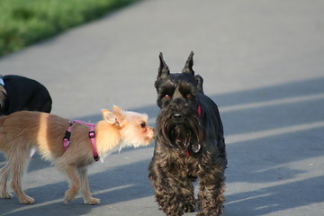 Image showing Scottish Terrier