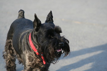 Image showing Scottish Terrier