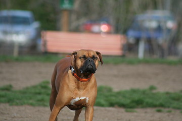 Image showing Boxer Dog