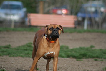 Image showing Boxer Dog