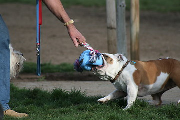 Image showing Bulldog Playing With Toys