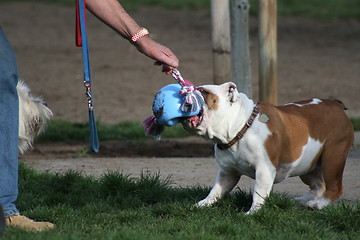 Image showing Bulldog Playing With Toys