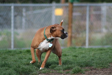 Image showing Boxer Dog