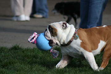 Image showing Bulldog Playing With Toys