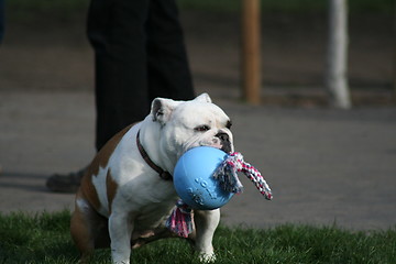 Image showing Bulldog Playing With Toys