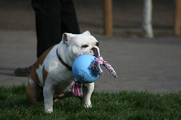 Image showing Bulldog Playing With Toys