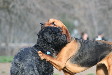 Image showing Bloodhound And Black Russian Terrier