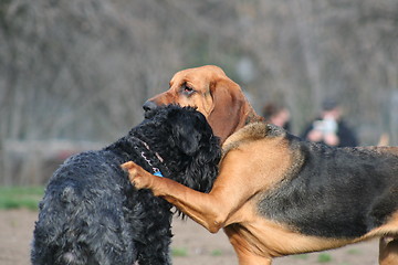 Image showing Bloodhound And Black Russian Terrier