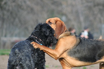 Image showing Bloodhound And Black Russian Terrier