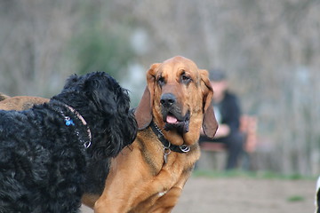 Image showing Bloodhound And Black Russian Terrier