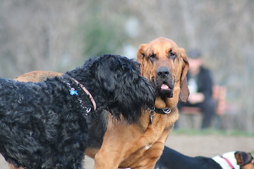 Image showing Bloodhound And Black Russian Terrier