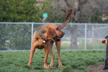 Image showing Bloodhound