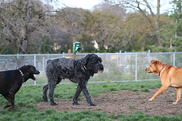 Image showing Group Of Dogs Playing