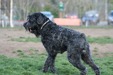 Image showing Black Russian Terrier