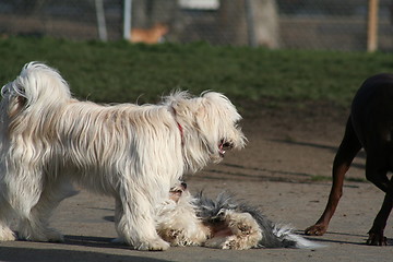 Image showing Group Of Dogs Playing