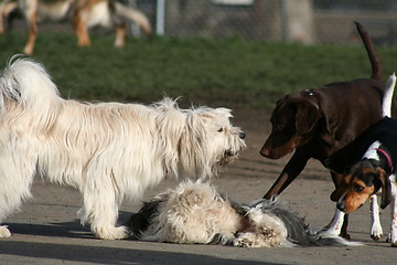 Image showing Group Of Dogs Playing