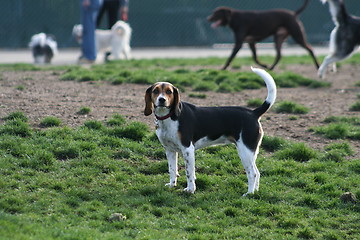 Image showing Beagle