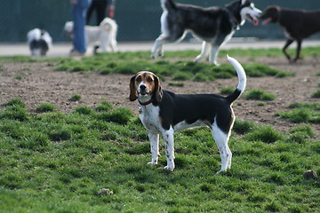 Image showing Beagle