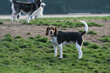 Image showing Beagle