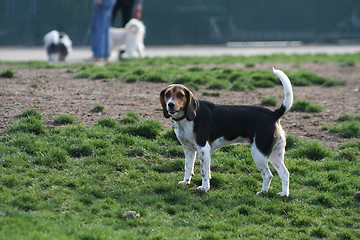 Image showing Beagle