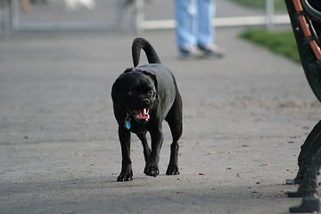 Image showing Puggle