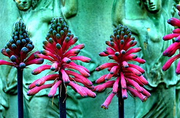 Image showing flowers