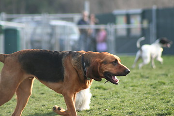 Image showing Bloodhound