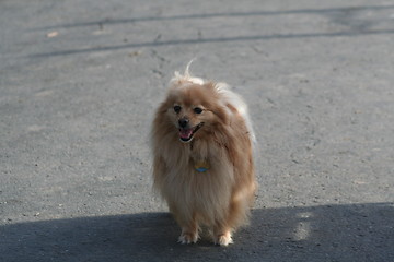 Image showing Pomeranian