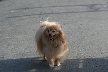 Image showing Pomeranian