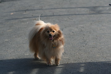 Image showing Pomeranian