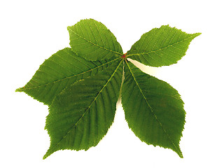 Image showing chestnut