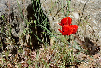 Image showing Poppy Flowers on Stony Ground