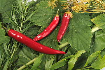 Image showing Red and green spices background.