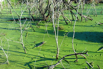 Image showing Green swamp