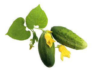 Image showing Two fresh cucumbers with leaf and yellow flowers.