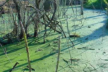 Image showing Green swamp